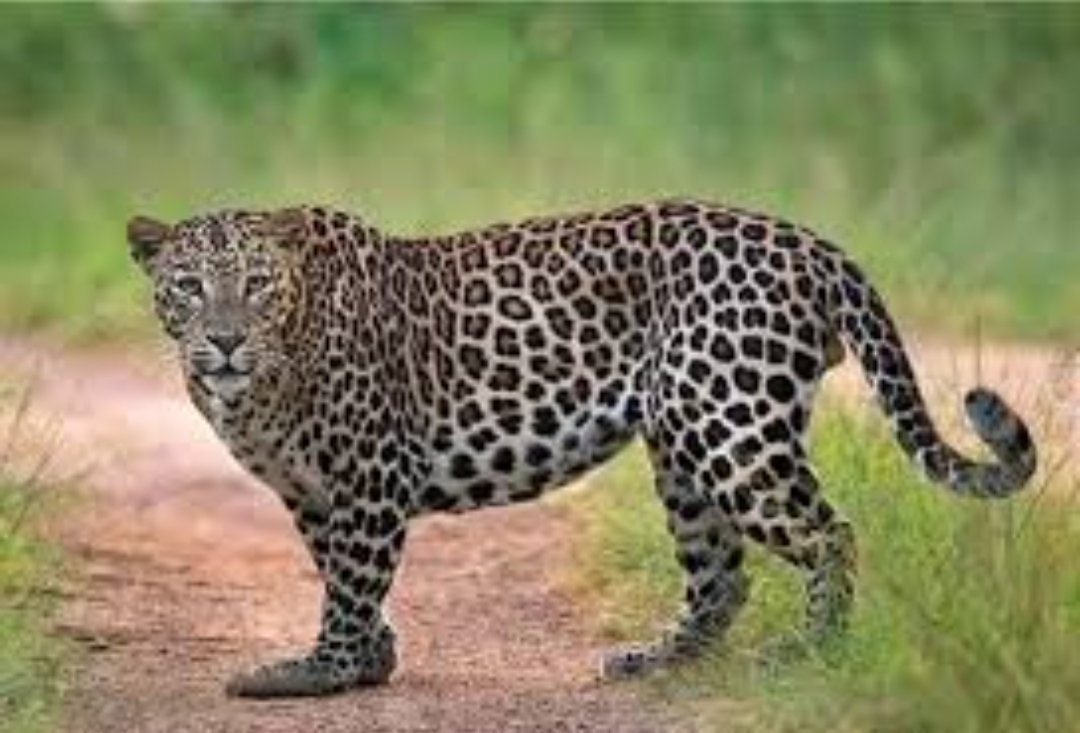 cow-and-calf-are-victims-of-leopard-attack