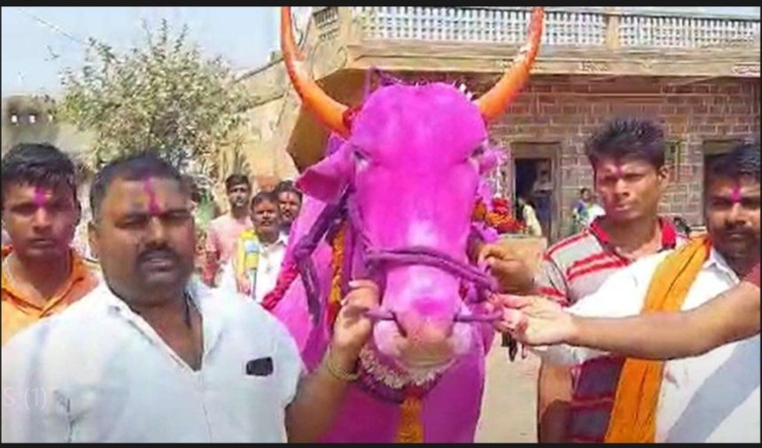 ದಾಖಲೆ ಮೊತ್ತಕ್ಕೆ ಕಿಲಾರಿ ಎತ್ತು ಸೇಲ್