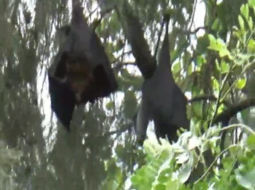 ಆಲಮಟ್ಟಿ ಬಾವಲಿಗಳು ತಾಣ : ಜನತೆ ಖುಷ್