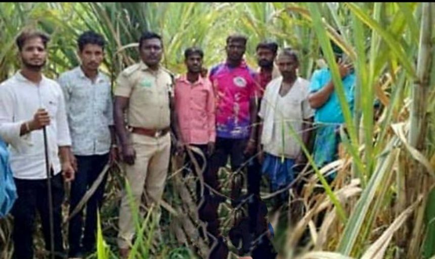 ಕಾಡಂಚಿನಲ್ಲಿ ಚಿರತೆಯ ಕಾಟ | ದಾಳಿಗೆ ಎತ್ತು ಬಲಿ