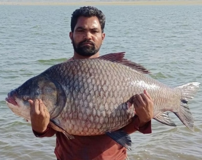 35 KG ಬೃಹತ್ ಕಟ್ಲಾ ಮೀನು ಬಲೆಗೆ