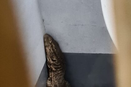 ಮನೆವಳಗೆ ಹೊಕ್ಕ ಬಾರಿ ಉಡಾ